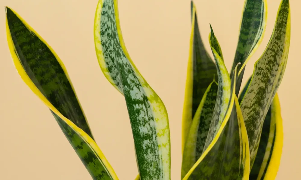 Exploring New Trends In Home Decor And Interior Design